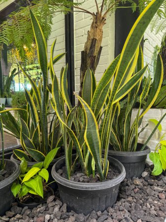 Lidah Mertua (Sansevieria Trifasciata): Zierpflanze für drinnen und draußen mit Vorteilen bei der Vermeidung von Umweltverschmutzung