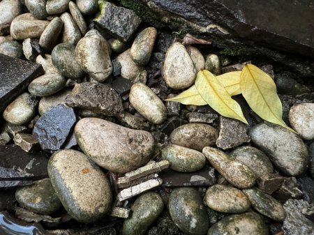 Foto de Serenidad esculpida Un oasis de jardín de rocas con Drimiopsis Maculata Lindl Paxton - Imagen libre de derechos