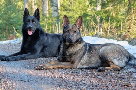 Téléchargez les photos : Un chien berger allemand noir et gris se trouve dans la forêt de Skaraborg à Vaestra Goetaland en Suède par une journée ensoleillée - en image libre de droit