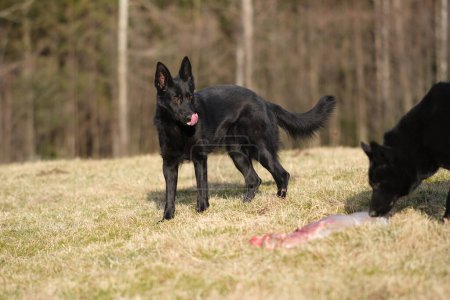Photo for Two black German Shepherd dogs eat lamb offal in a meadow on a sunny day in Bredebolet in Skaraborg in Vaestra Goetaland in Sweden - Royalty Free Image