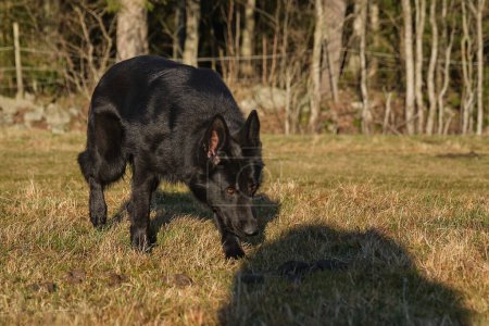 Photo for Beautiful black German Shepherd she-dog in a meadow in Sweden countryside on a sunny day - Royalty Free Image