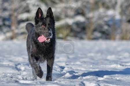 Photo for Beautiful black German Shepherd dog running on a snowy meadow on a sunny day in Bredebolet in Skaraborg in Sweden in winter in February on a sunny day - Royalty Free Image