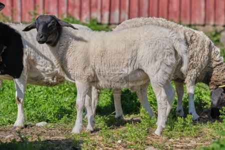 Photo for Newborn Gotland sheep lambs in a meadow on a farm in Skaraborg Sweden - Royalty Free Image
