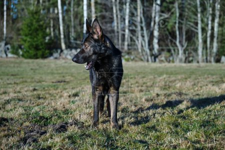 Photo for Beautiful gray German Shepherd dog in a meadow in Sweden countryside on a sunny day - Royalty Free Image
