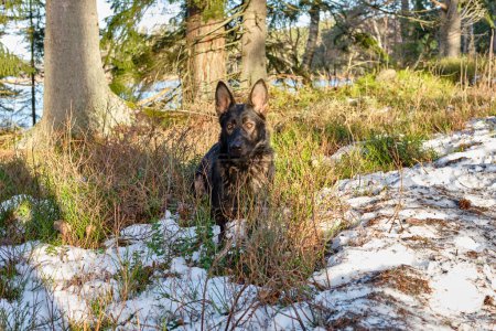 Téléchargez les photos : Une bergère allemande grise est couchée dans la forêt à Skaraborg dans le Vaestra Goetaland en Suède par une journée ensoleillée - en image libre de droit