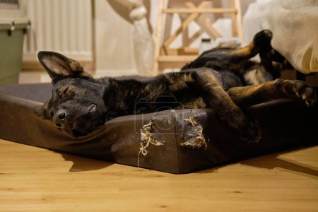 Téléchargez les photos : Un beau chien berger allemand dort dans son lit de chien et fait de beaux rêves dans une maison à Skaraborg dans le Vaestra Goetaland en Suède - en image libre de droit