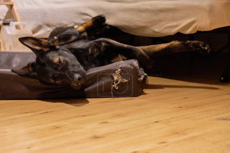 Téléchargez les photos : Un beau chien berger allemand dort dans son lit de chien et fait de beaux rêves dans une maison à Skaraborg dans le Vaestra Goetaland en Suède - en image libre de droit