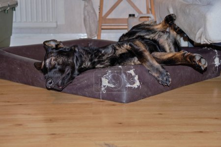 Photo for A beautiful German Shepherd dog is sleeping in his dog bed and has nice dreams in a house in Skaraborg in Vaestra Goetaland in Sweden - Royalty Free Image