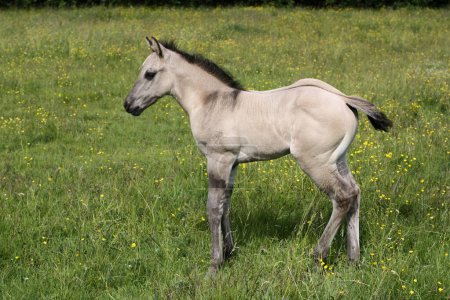 Téléchargez les photos : Beau poulain Quarter Horse par une journée ensoleillée dans une prairie à Skaraborg Suède - en image libre de droit