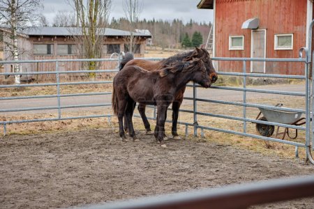 Téléchargez les photos : Beau poulain américain Quarter Horse à Skaraborg en Suède en hiver - en image libre de droit