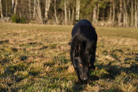 Photo for Beautiful black German Shepherd she-dog in a meadow in Sweden countryside on a sunny day - Royalty Free Image