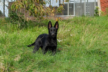 Photo for A black German Shepherd puppy in a garden in Bredebolet in Skaraborg in Vaestra Goetaland in Sweden on a sunny day - Royalty Free Image