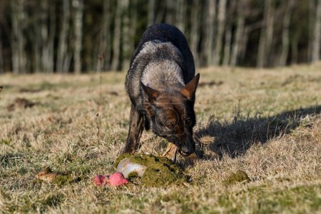 Photo for A German Shepherd dog eat lamb offal in a meadow on a sunny day in Bredebolet in Skaraborg in Vaestra Goetaland in Sweden - Royalty Free Image