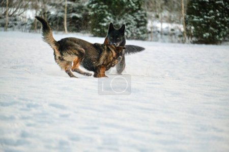 Photo for Black and gray German Shepherd dogs playing in a snowy meadow on a sunny winter day in Skaraborg Sweden - Royalty Free Image