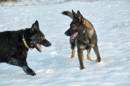 Photo for Black and gray German Shepherd dogs playing in a snowy meadow on a sunny winter day in Skaraborg Sweden - Royalty Free Image