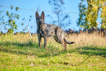 Photo for Beautiful German Shepherd dog playing in a meadow on a sunny day in Skaraborg Sweden. - Royalty Free Image