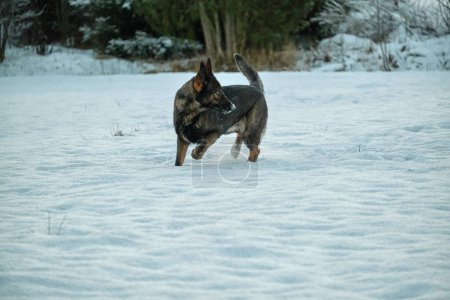 Photo for Beautiful German Shepherd dog playing in a snowy meadow on a sunny winter day in Skaraborg Sweden - Royalty Free Image