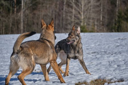 Photo for Beautiful German Shepherd dogs playing on a snowy meadow on a sunny winter day in Skaraborg Sweden - Royalty Free Image