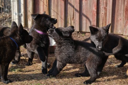Photo for Beautiful gray and black German Shepherd puppies playing in their compound on a sunny spring day in Skaraborg Sweden - Royalty Free Image