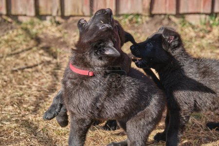 Photo for Beautiful gray and black German Shepherd puppies playing in their compound on a sunny spring day in Skaraborg Sweden - Royalty Free Image
