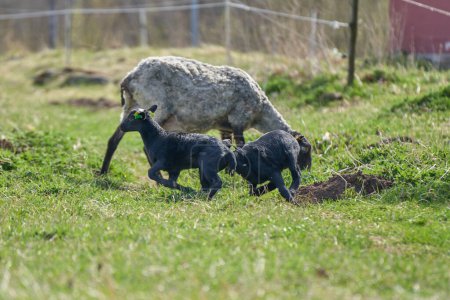 Schöne Gotlandschafe mit Lämmern und Dorper Schafkreuze mit Lämmern auf einer Weide an einem sonnigen Frühlingstag auf einem Bauernhof in Skaraborg Schweden