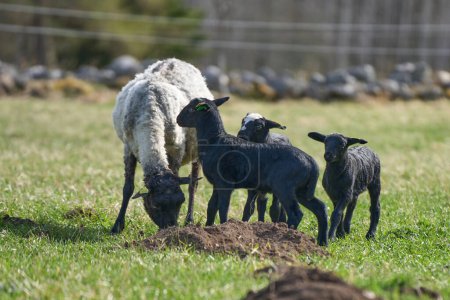 Beautiful Gotland sheep with lambs and Dorper sheep crosses with lambs in a meadow on a sunny spring day on a farm in Skaraborg Sweden