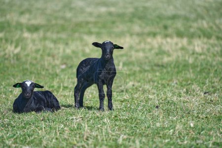 Schöne Gotlandschafe mit Lämmern und Dorper Schafkreuze mit Lämmern auf einer Weide an einem sonnigen Frühlingstag auf einem Bauernhof in Skaraborg Schweden