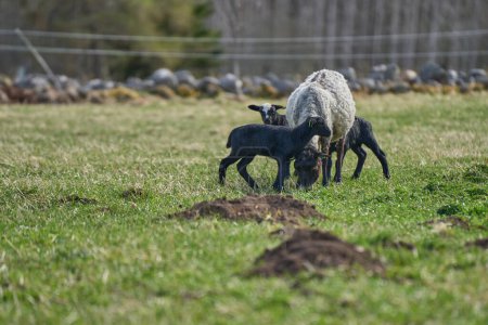 Beautiful Gotland sheep with lambs and Dorper sheep crosses with lambs in a meadow on a sunny spring day on a farm in Skaraborg Sweden