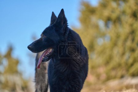 Photo for Beautiful black male German Shepherd dog on a sunny spring afternoon in a meadow in Skaraborg Sweden - Royalty Free Image