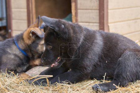 Photo for Beautiful German Shepherd puppies playing in their enclosure on a spring day in Skaraborg Sweden - Royalty Free Image