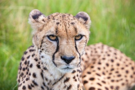 Foto de Cheetah descansando Primer plano retrato - Imagen libre de derechos