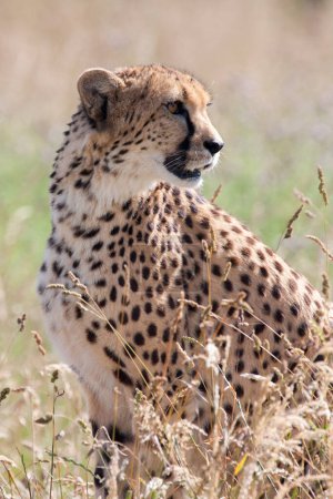 Foto de Cheetah sentado en la hierba larga mirando - Imagen libre de derechos