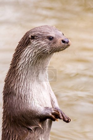 Foto de River Otter de pie sobre las patas traseras - Imagen libre de derechos