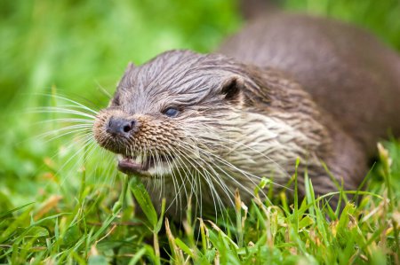 Foto de River Otter es agresivo - Imagen libre de derechos
