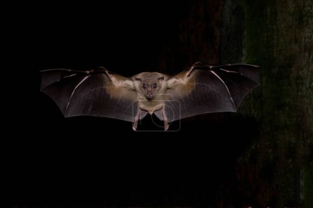 Egyptian Fruit Bat flying straight ahead