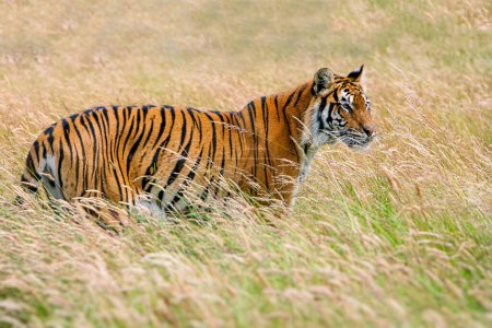 Tigre du Bengale dans l'herbe longue