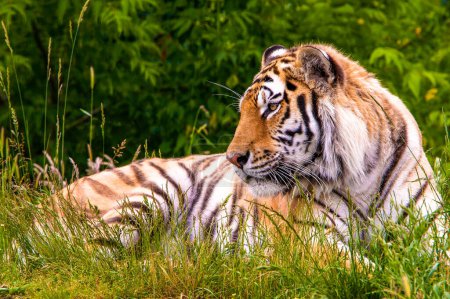 Foto de Primer plano del tigre siberiano - Imagen libre de derechos