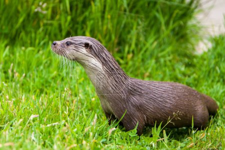 Foto de River Otter on dry land - Imagen libre de derechos