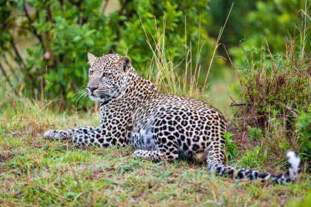 Foto de Leopardo descansando en el suelo - Imagen libre de derechos