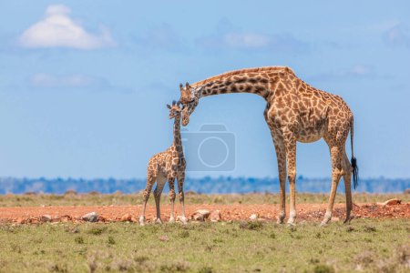 Foto de Familia de jirafas Masai Mara, Kenia, África - Imagen libre de derechos