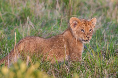 Foto de Cúpula de león.Masai Mara, Kenia, África - Imagen libre de derechos