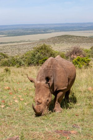 Foto de Ternero blanco de Rhino pastando - Imagen libre de derechos