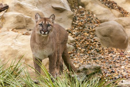 Photo for Cougar standing and watching - Royalty Free Image