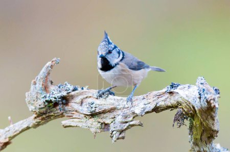 Photo for Crested Tit on lichen covered branch - Royalty Free Image
