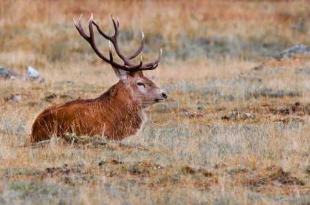 Foto de Ciervo rojo ciervo durante la temporada de celo - Imagen libre de derechos