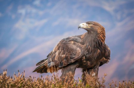 Foto de Águila Dorada en lo alto de las montañas - Imagen libre de derechos