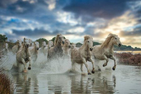 Photo for Camargue Horses running through water - Royalty Free Image
