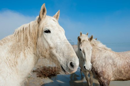 Photo for Camargue Horses on bright day - Royalty Free Image