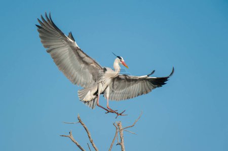Foto de Garza gris aterrizando en la copa del árbol - Imagen libre de derechos