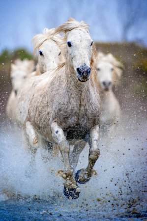 Foto de Camargue Caballos corriendo por el agua - Imagen libre de derechos
